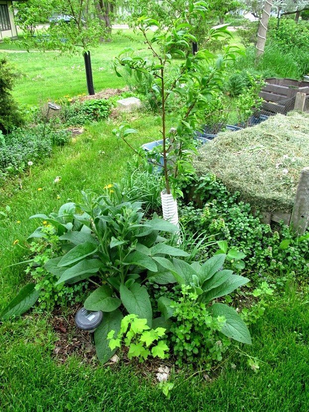A 1-year old guild planted around young peach tree; comfry, gooseberry, currants, mint, strawberry, clover, garlic chives - volunteer dandelion and creeping charlie