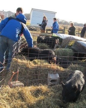 Raising Profitable Heritage Breed Hogs at Spence Farm in a very Humane Way