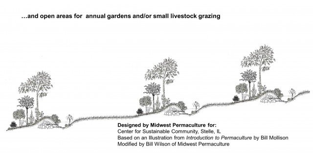 Space Between Linear Food Forests for Grazing