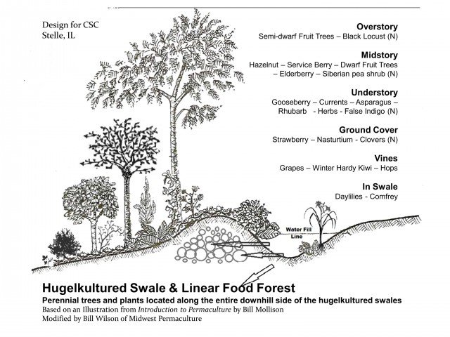 While the tress and shrubs are in the early stages of growing  (small) we will use the open space to grow some of our annual vegetables.  We will also plant some nitrogen fixing ground covers and dynamic accumulators to help build the soil.