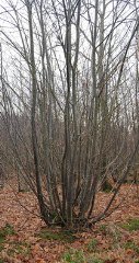 Coppiced Tree