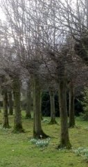 Pollard trees in rows