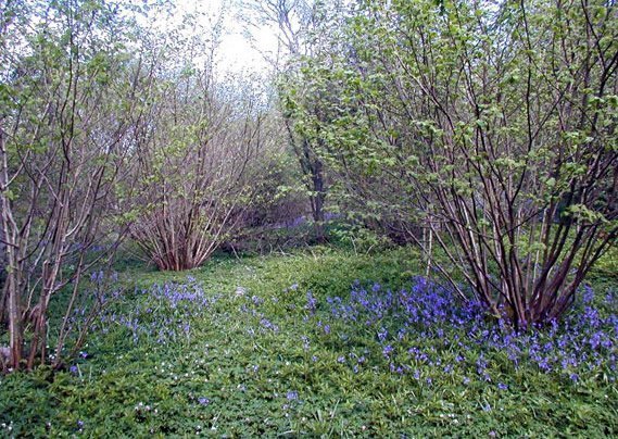 Coppiced trees with bluebells growing underneath