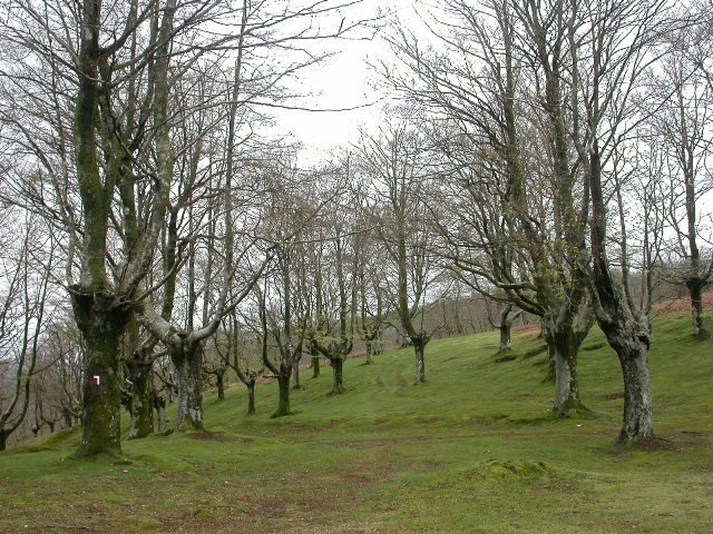 Trees pollarded in a pasture.