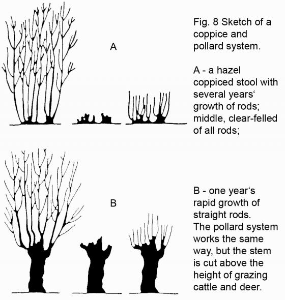 Sketch of a coppice system - a coppiced stool with several years of growth of rods; middle clear-felled of all rods. Sketch of a pollard system - one year's rapid growth of straight rods. The pollard system works the same way, but the stem is cut above the height of grazing cattle and deer.