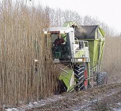 Harvest by machine of coppiced willow.