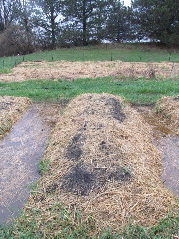 The Hugelkultured Raised Beds  in the Garden... Holding Water in the Paths