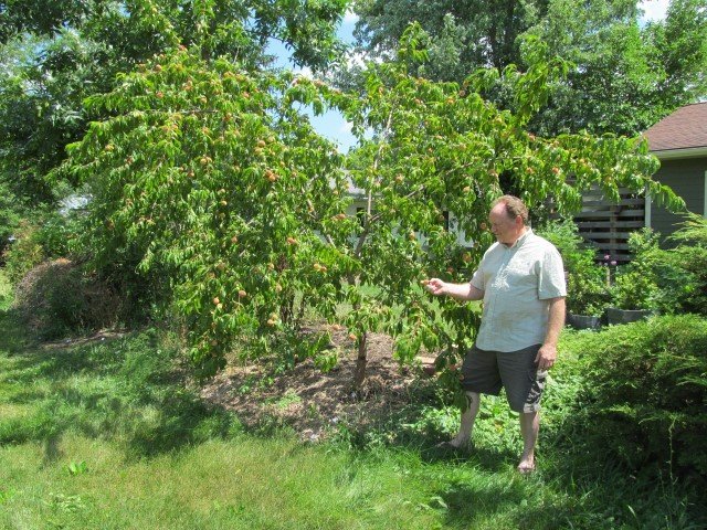 Bill and the Peach Tree