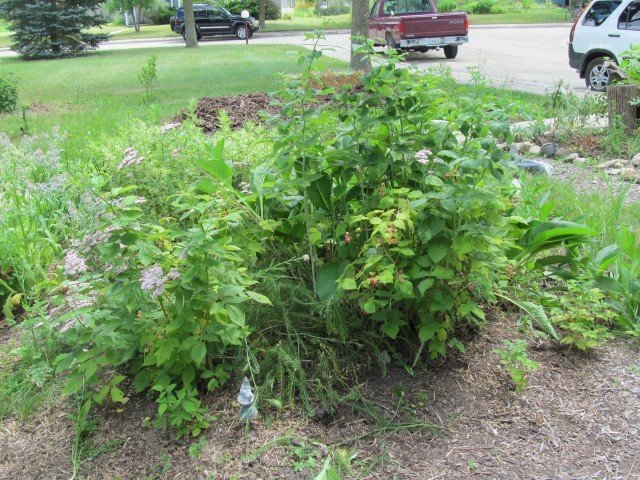 Perennial Walk  at Midwest Permaculture (9)