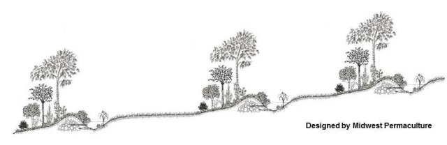 The Grassy Areas Between the Linear Food Forests are for Grazing of Livestock