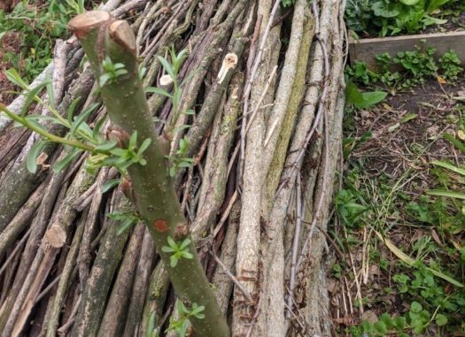 Man Weaves Whimsical Living Fence Out of Willow Branches