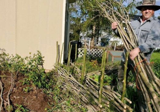 Man Weaves Whimsical Living Fence Out of Willow Branches