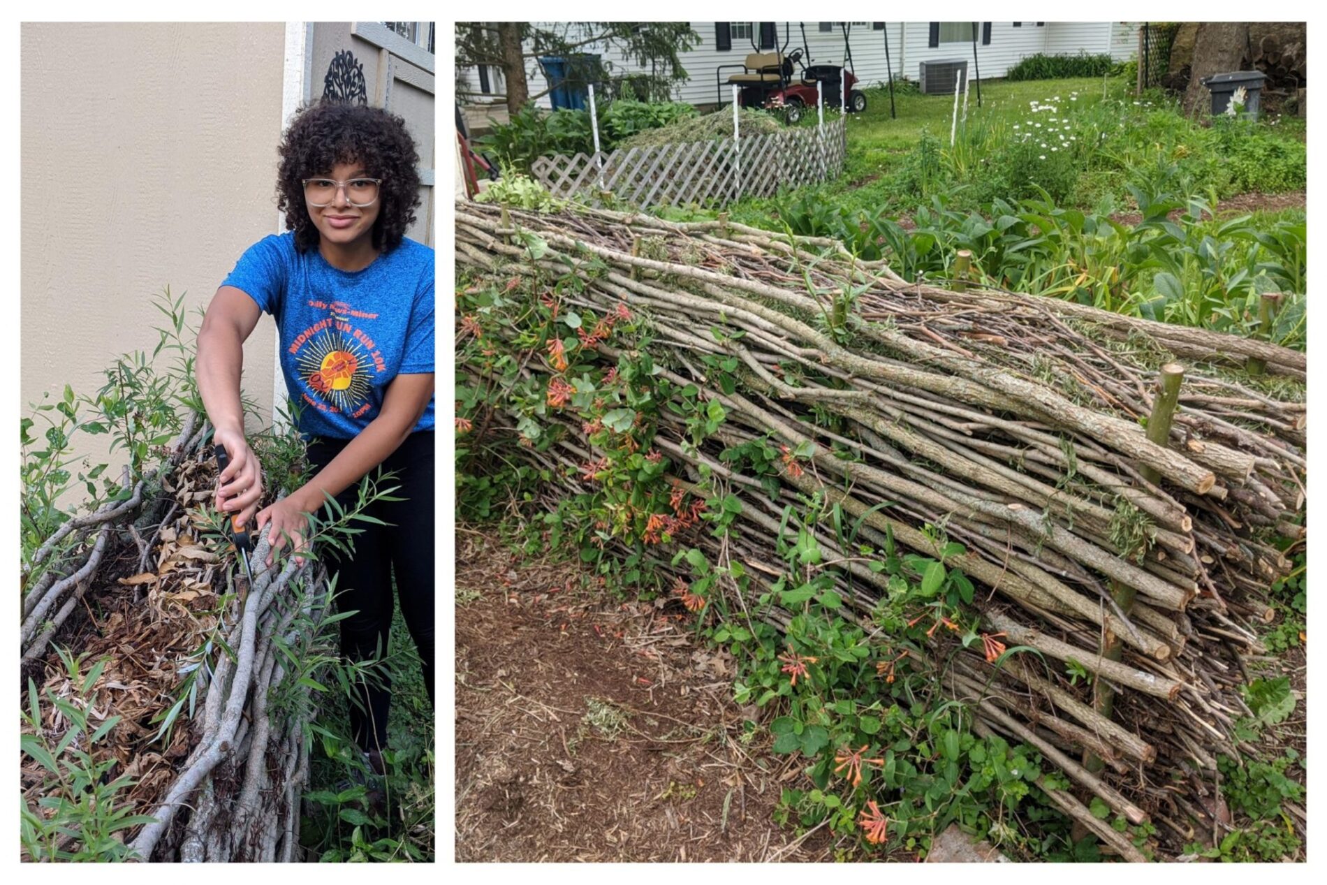 Permaculture Plants: Willow  Temperate Climate Permaculture