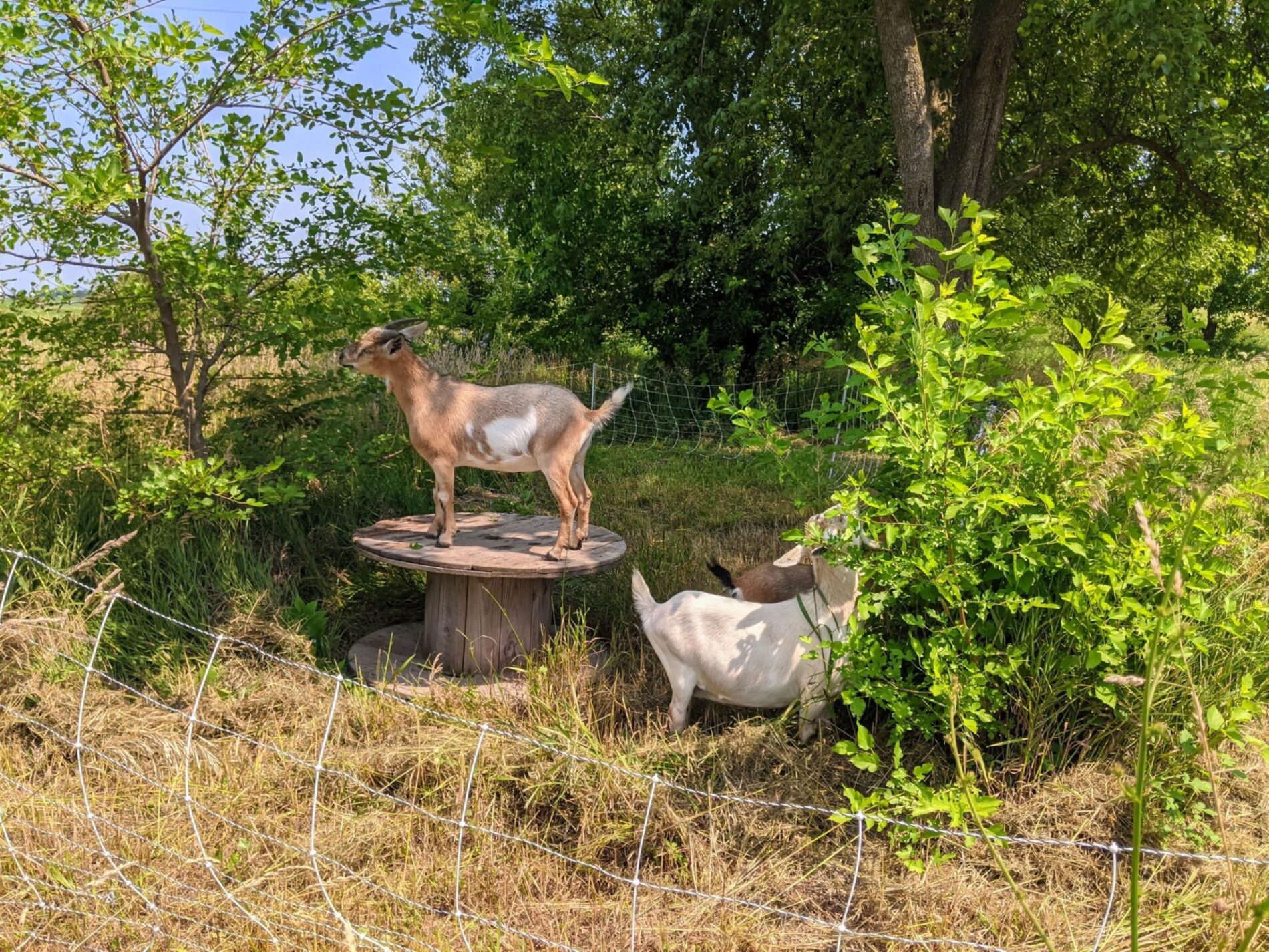 Goats being rotationally grazed by Midwest Permaculture in Stelle, IL