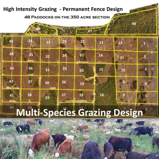 High Intensity Grazing - Permanent fence design - Multi-Species Grazing Design