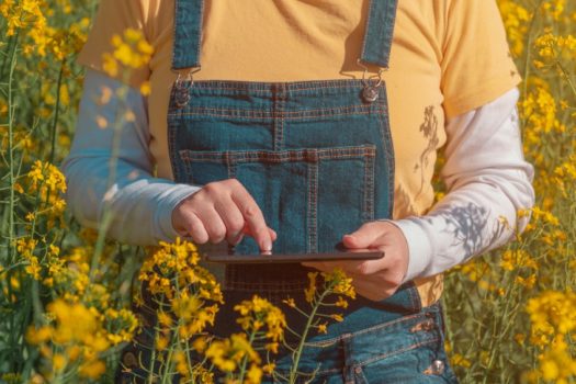 Farmer in rapeseed field