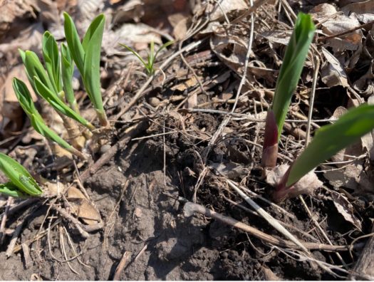 Discover the Wild Leek (Ramps) | Midwest Permaculture