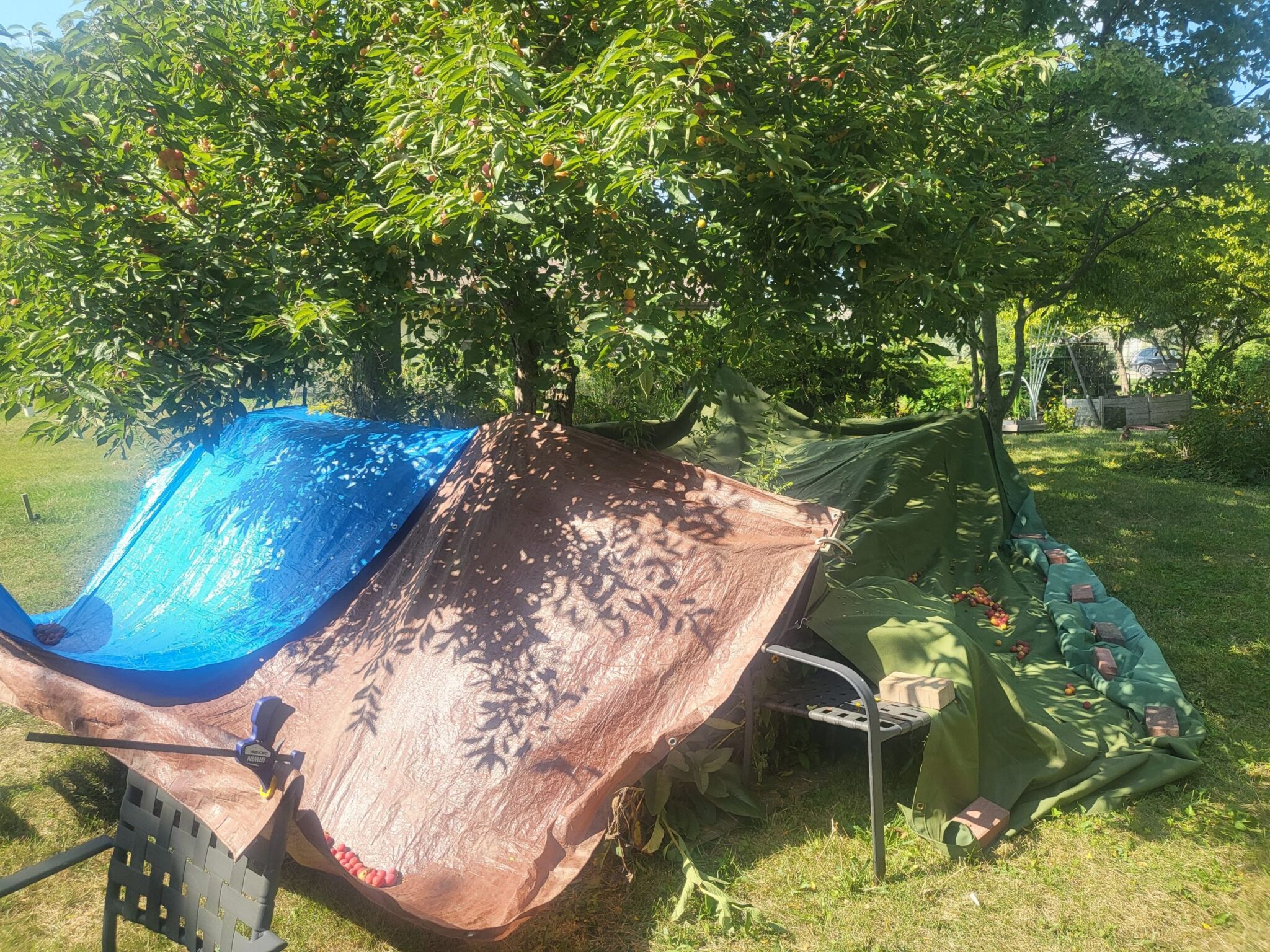 Wild Plum Tarp Harvest