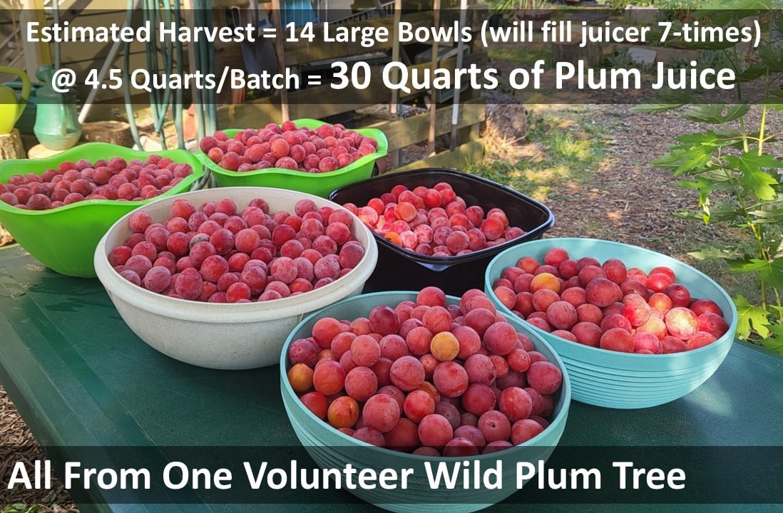 Plum Bowl Math