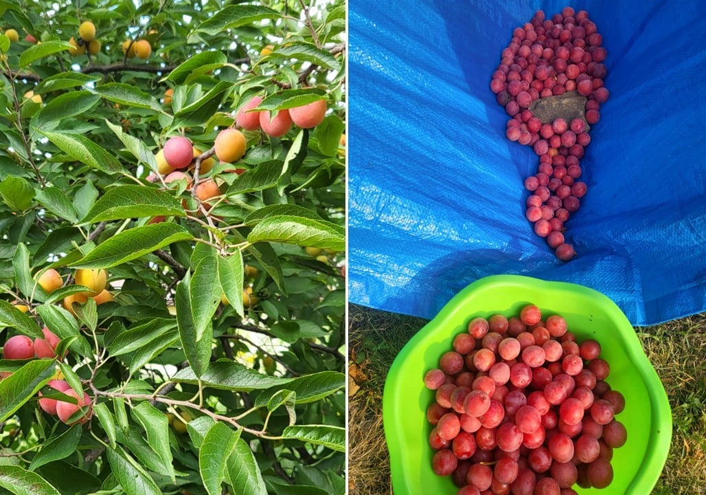 Wild Plum Harvest