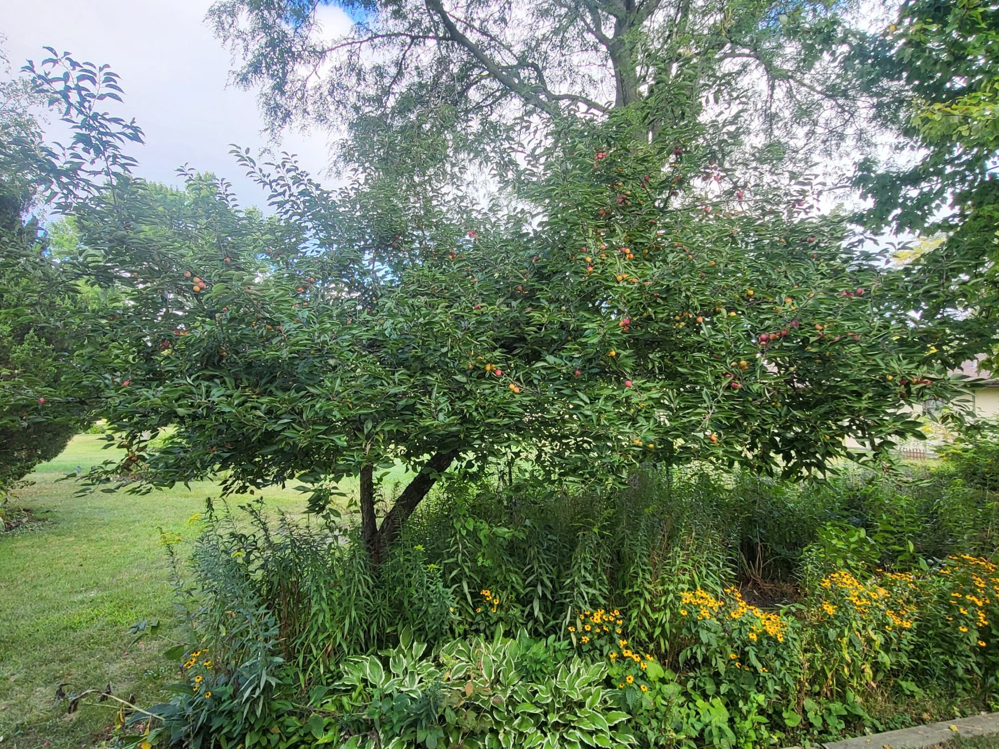 Wild Plum Tree